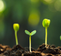 Plantando sementes