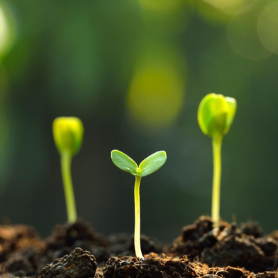 Plantando sementes